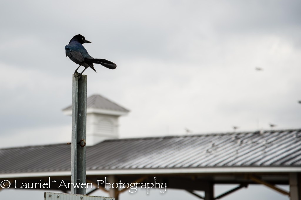 Grackle