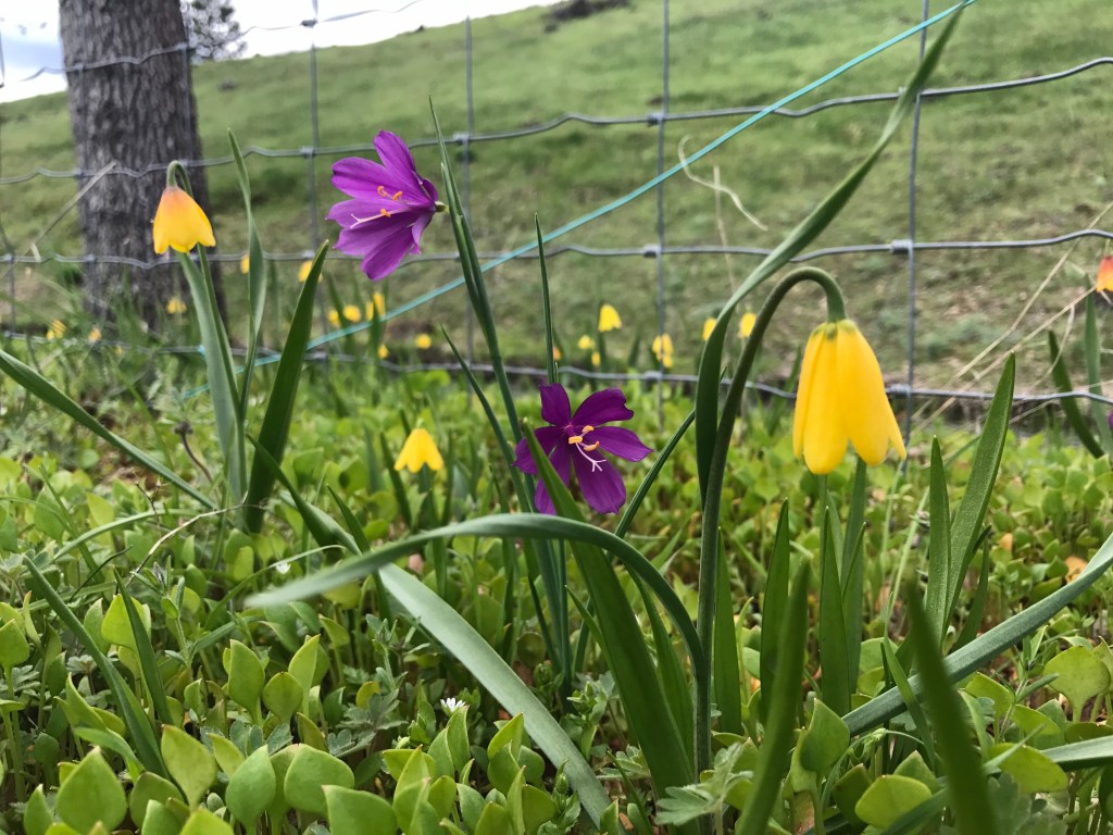 Flowers of the Columbia River Gorge 