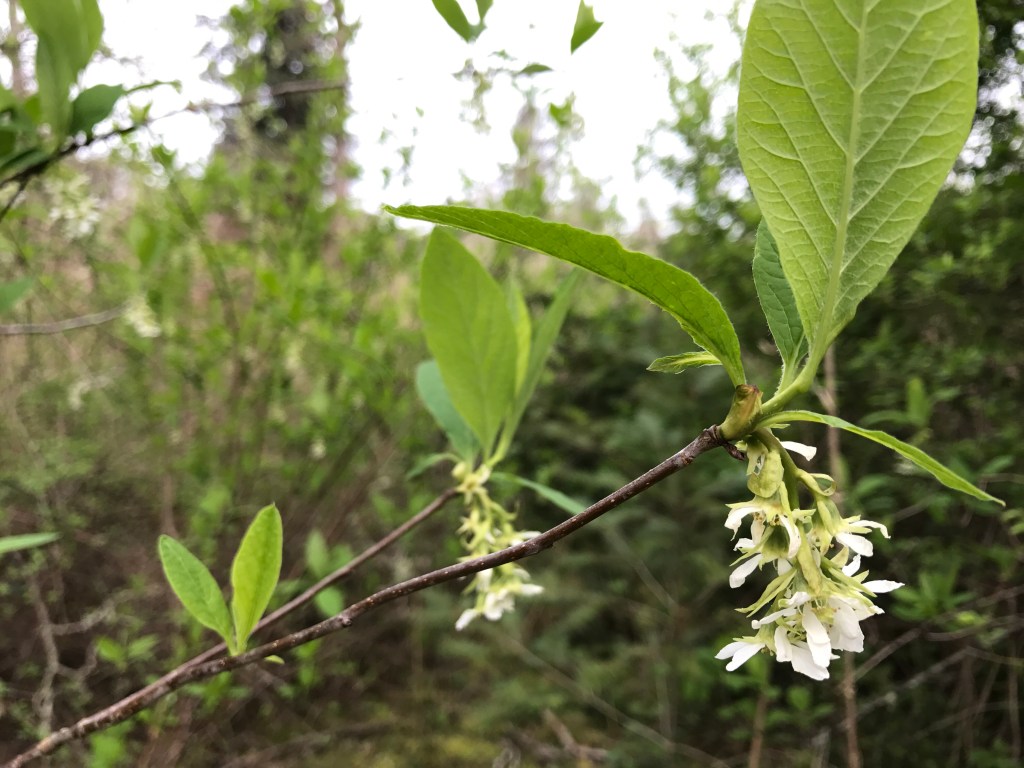 Spring in the&nbsp;Forest