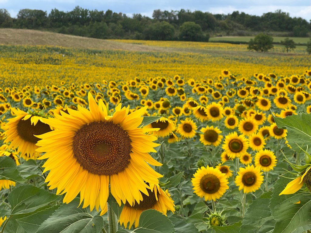 Day 24: Lascabanes to Montcuq (final&nbsp;day)