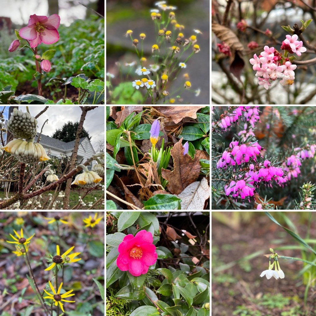 Winter Walk in NE&nbsp;Portland