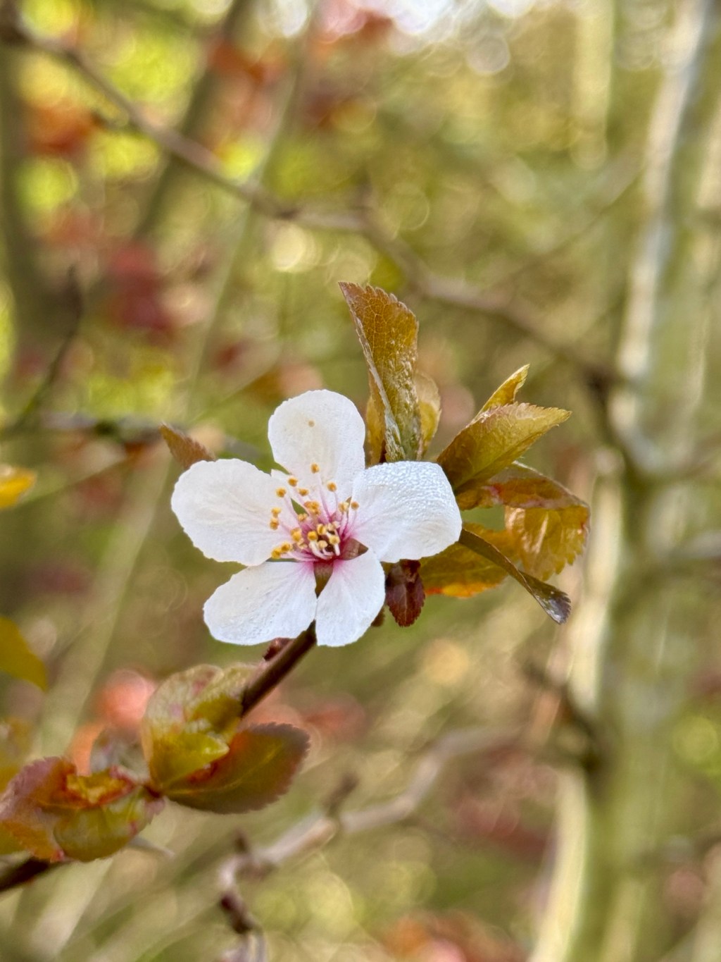 Suburban Nature Walk in Tigard,&nbsp;Oregon